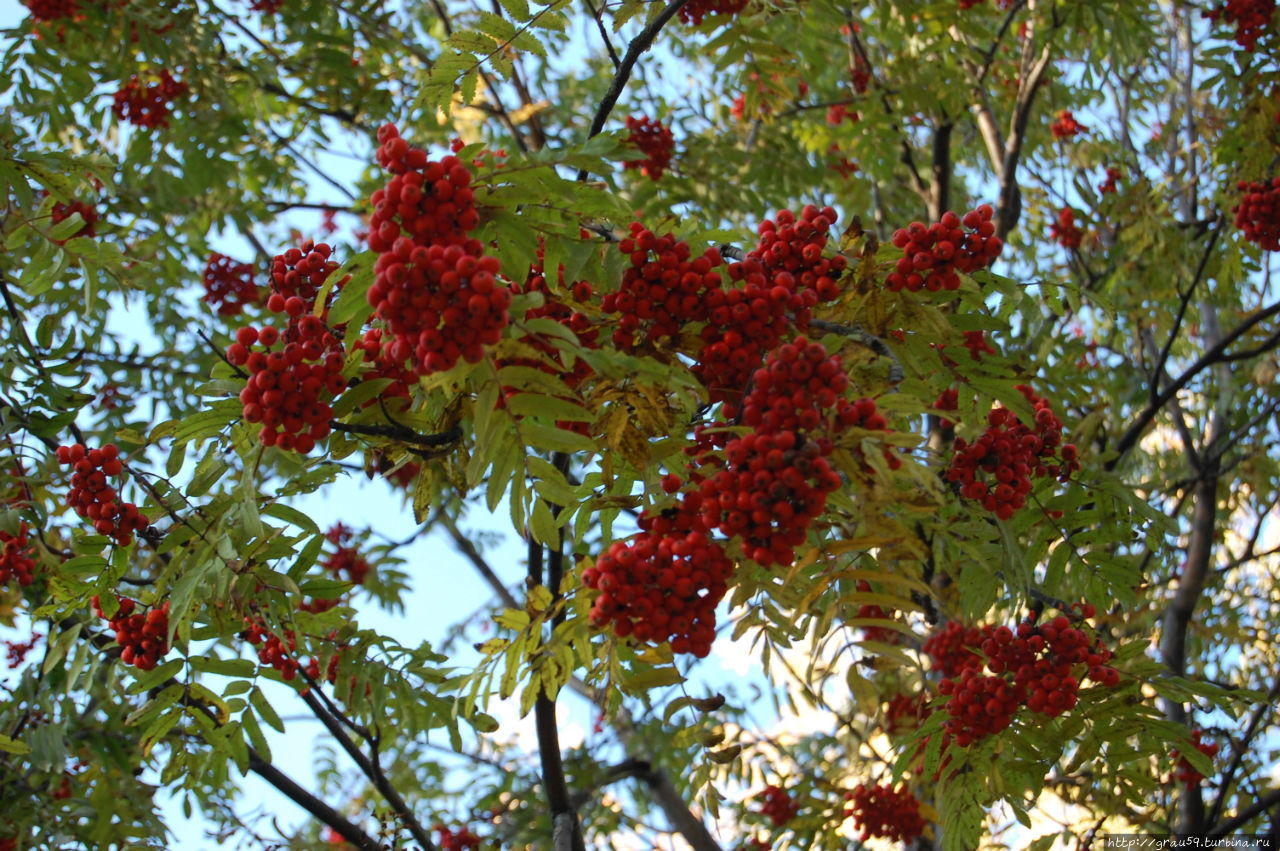 Черемшаны Россия Черемшаны Россия