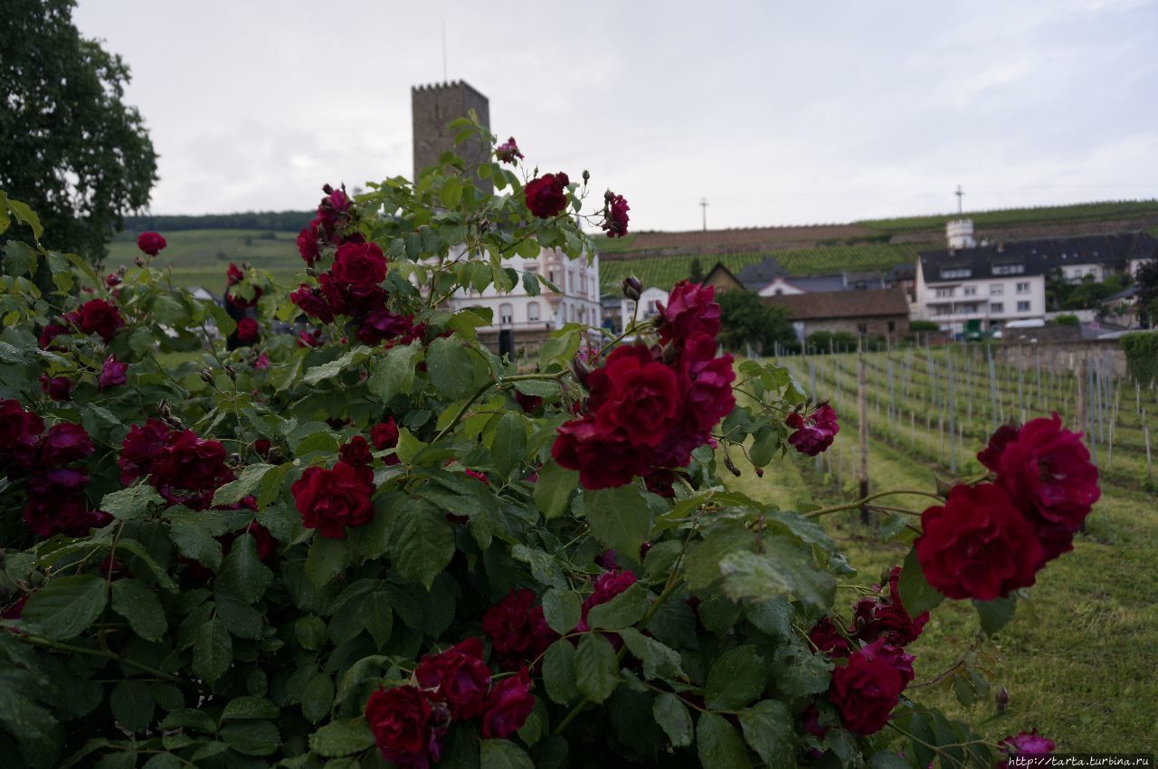 Сказочный Рюдесхайм, вино и замки Рюдесхайм-на-Рейне, Германия Сказочный Рюдесхайм, вино и замки Рюдесхайм-на-Рейне, Германия