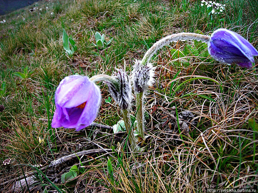 На Роке На Роке