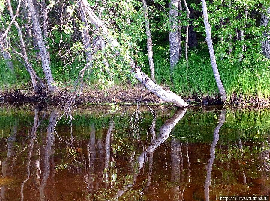 Вода озер чиста и прозрачна Соловецкие острова, Россия