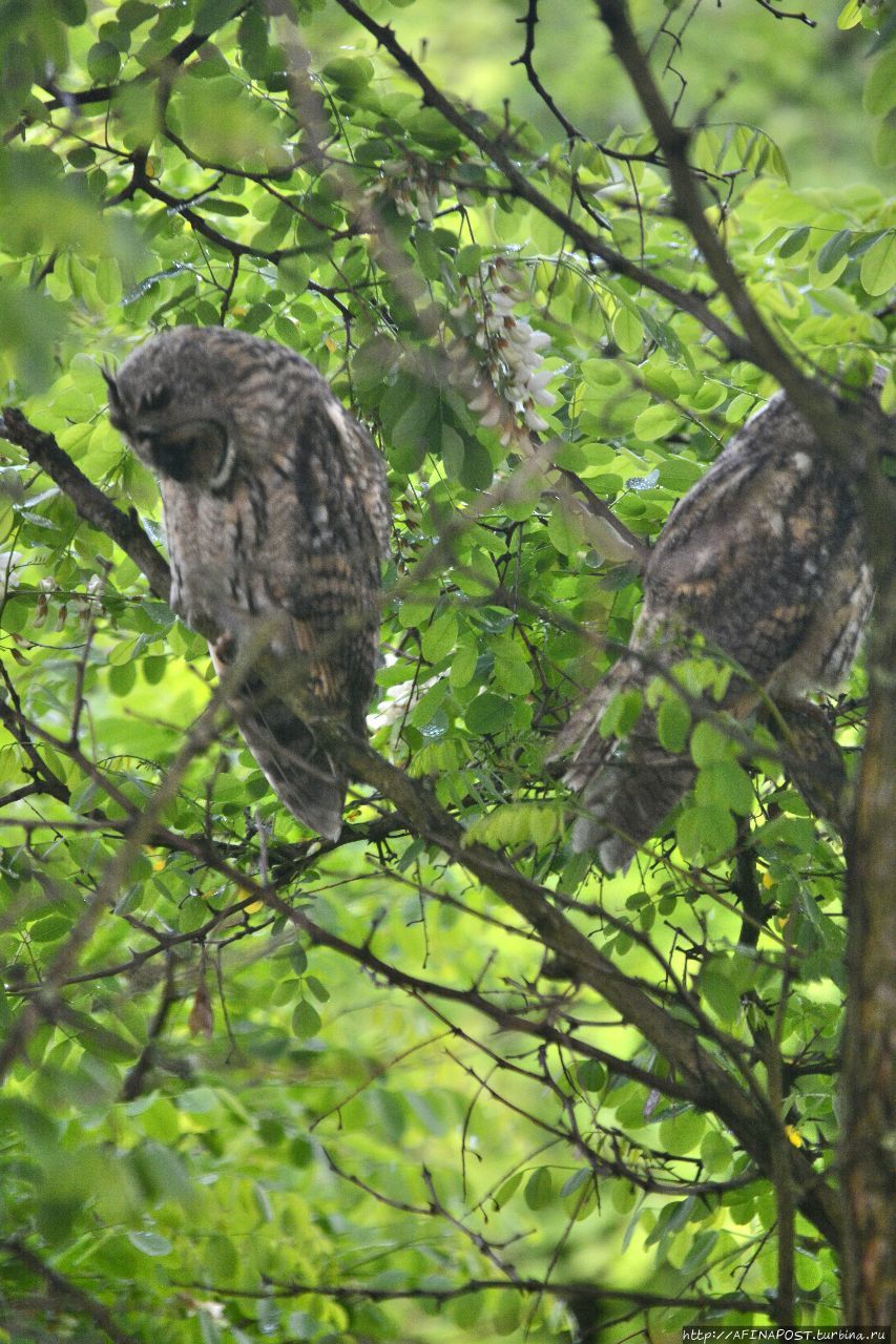 Лето. Совы Москва, Россия Лето. Совы Москва, Россия