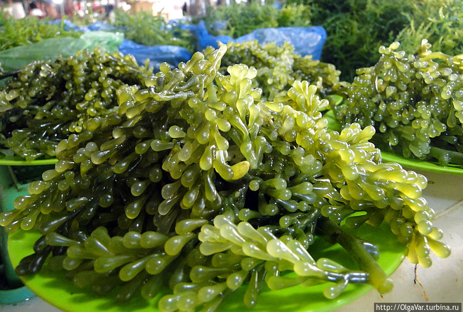 Эти водоросли с вытянутыми Эти водоросли с вытянутыми