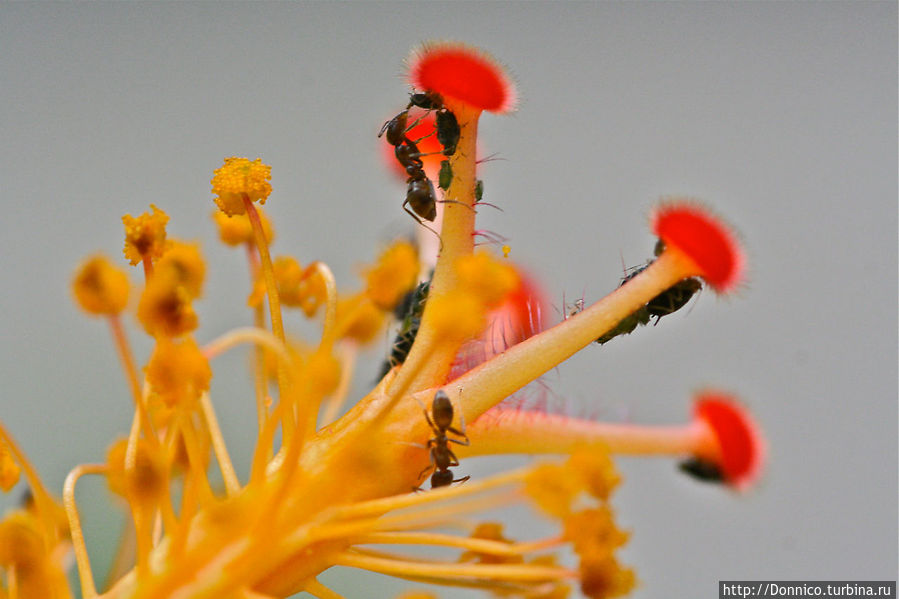 Искусы и гибискусы Каталония, Испания Искусы и гибискусы Каталония, Испания
