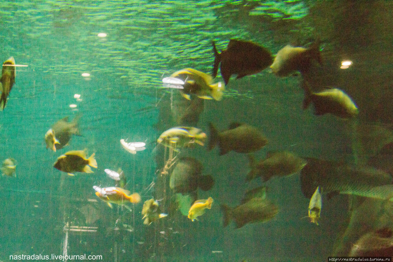 Некоторые аквариумы практически переполнены: Москва, Россия