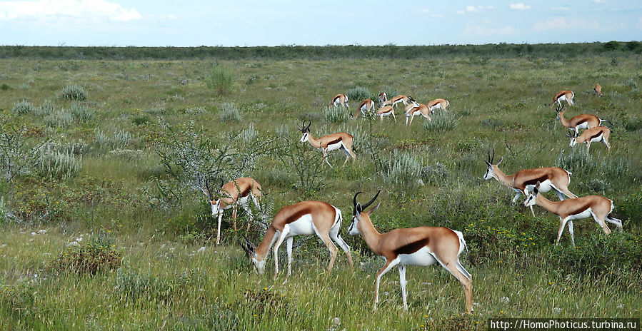Спрингбоки Этоша Национальный Парк, Намибия