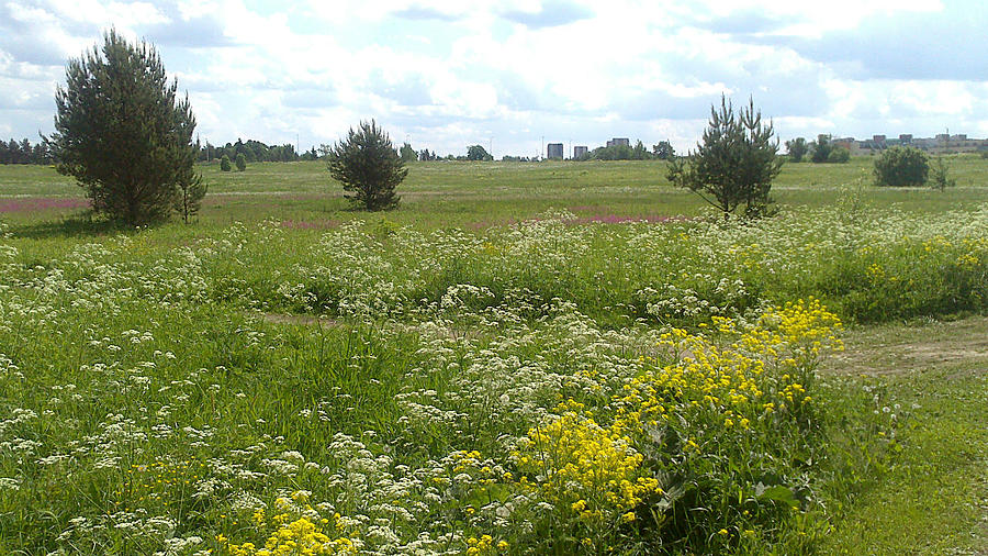 поле одуванное Таллин, Эстония