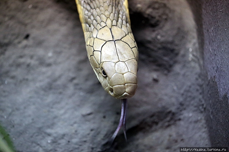 Королевская кобра Бангкок, Таиланд