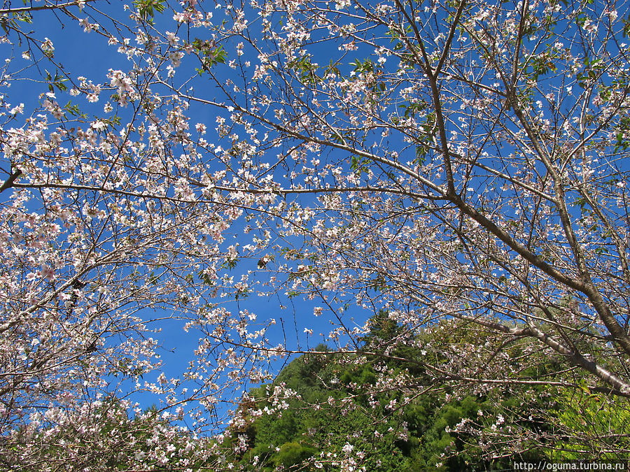 Цветение сакуры в местечке Обара, пригороде города Тойота Япония