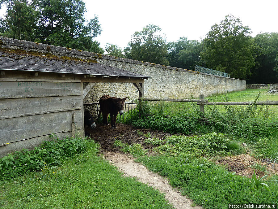 Обещанные ослики Обещанные ослики