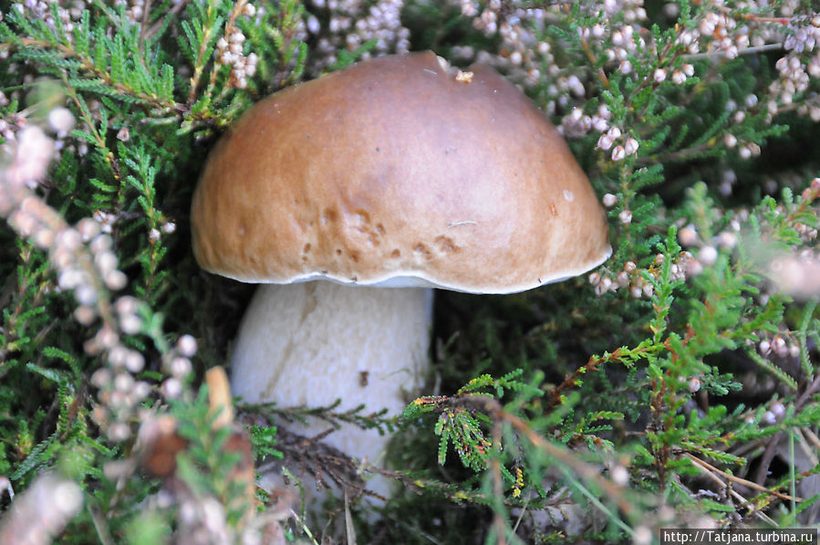 Секретная пробежка за грибами Брюнссум, Нидерланды