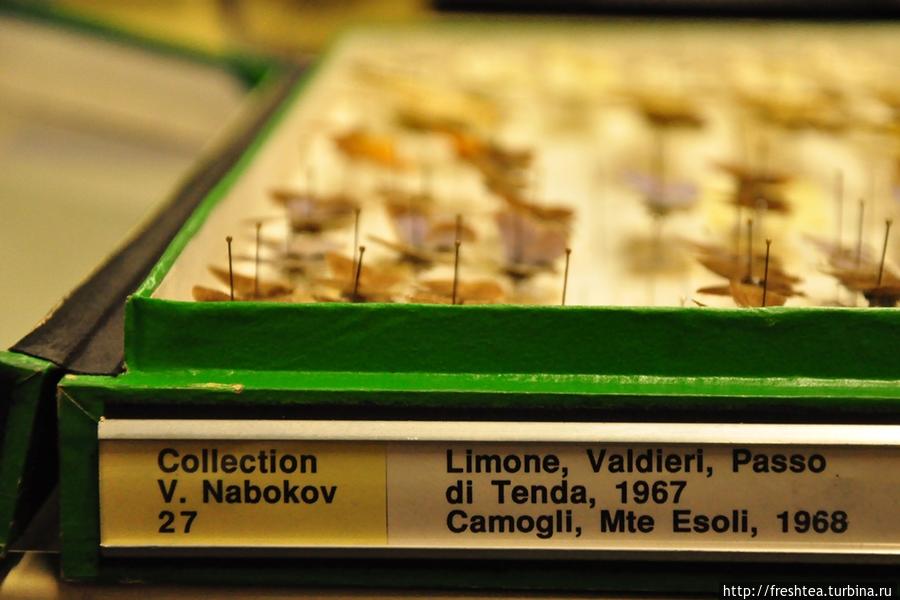 Фрагменты коллекции бабочек, собранных Набоковым в окрестностях Женевского озера. Лозанна, Швейцария
