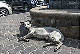 По пути часто попадаются лениво возлежащие собаки. Их в Таиланде везде много, как коров в Индии...
*