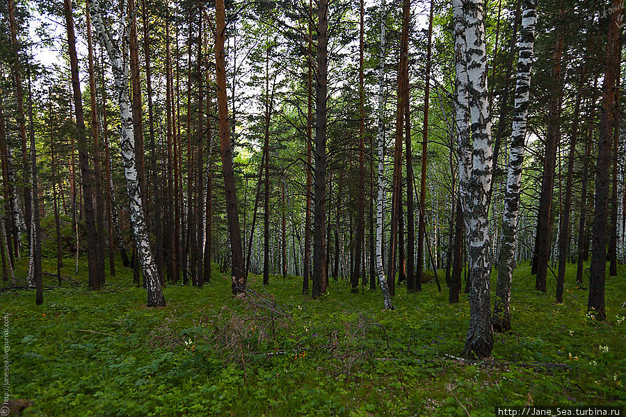 А вокруг лес! И тишина! Белокуриха, Россия