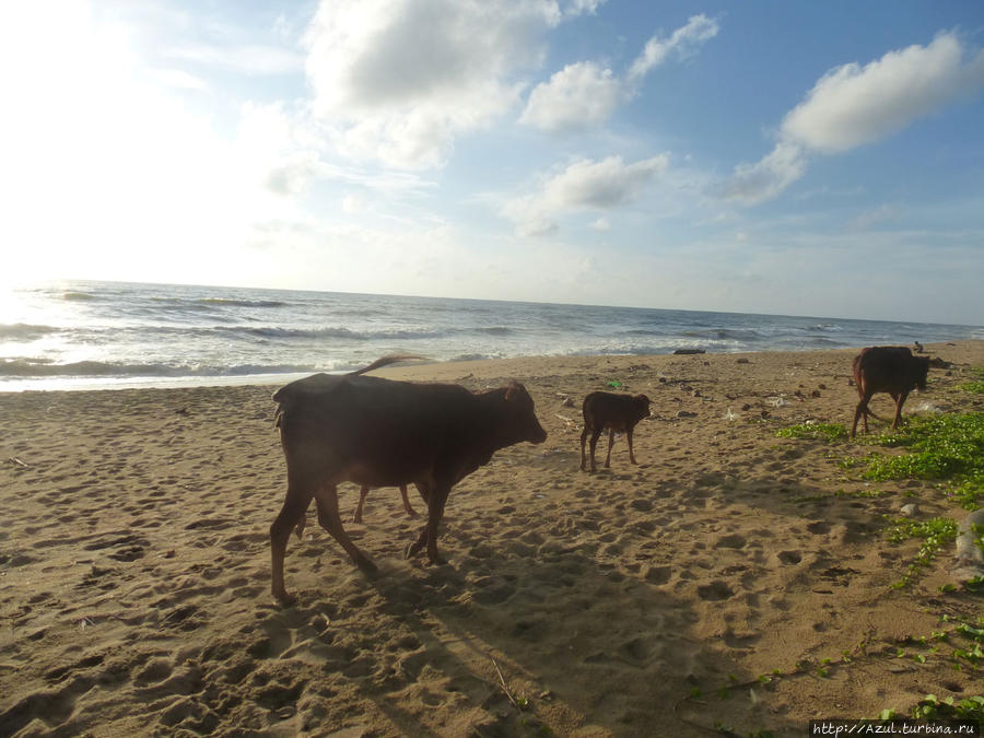 Пляжная фауна Калутара, Шри-Ланка