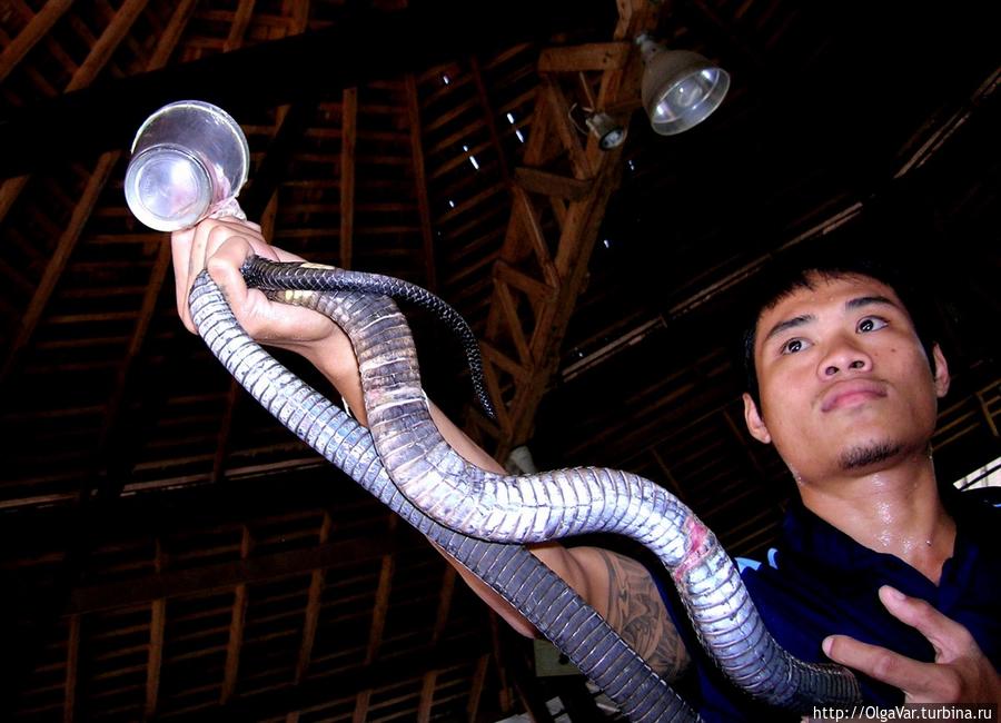Отважный укротитель змей Центральный и Восточный Таиланд, Таиланд