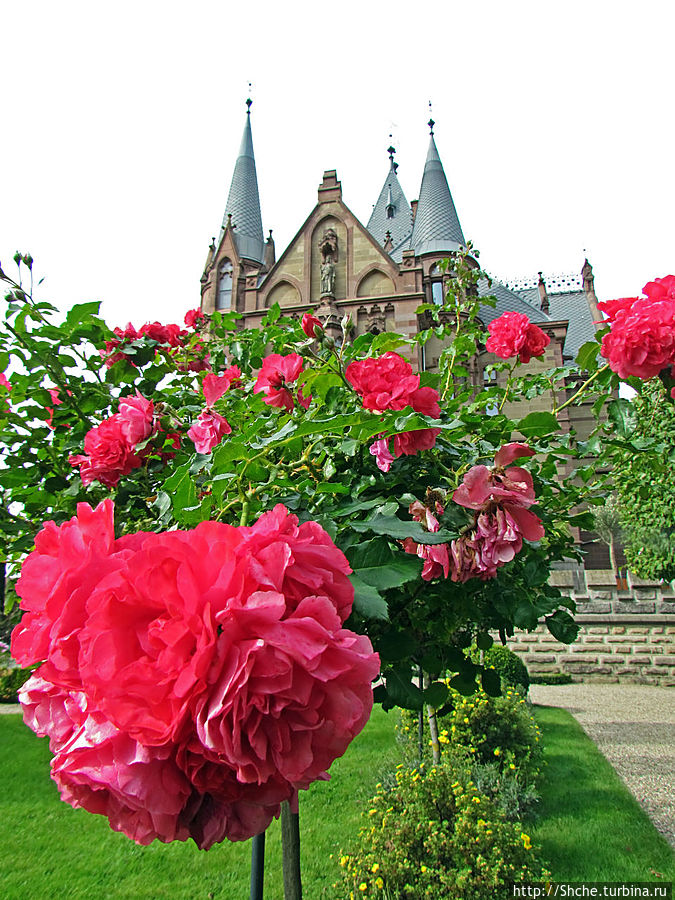 сентябрь — время цветения штамбовых роз Кёнигсвинтер, Германия