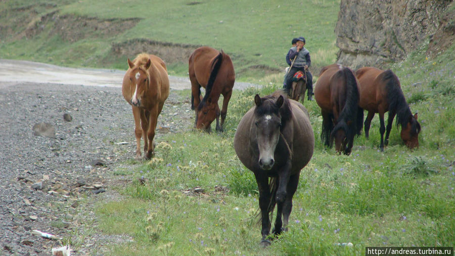 Лошади здесь упитанные Киргизия