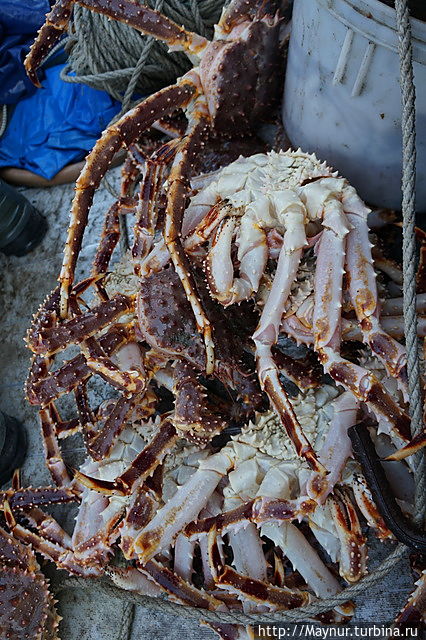 Неожиданный улов Южно-Сахалинск, Россия Неожиданный улов Южно-Сахалинск, Россия