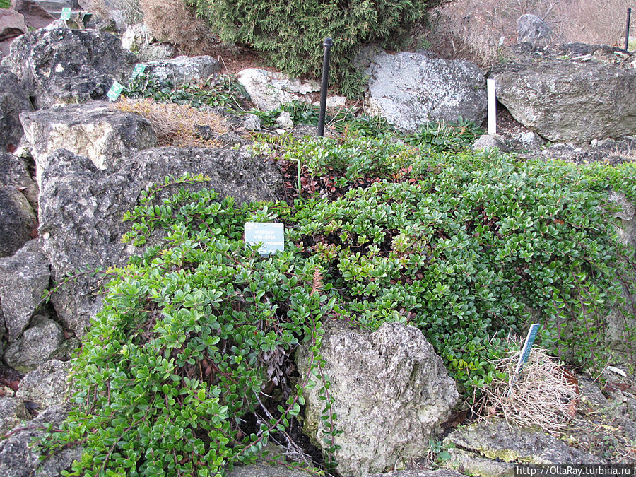 Вот так можно использовать бруснику обыкновенную в каменистом саду (Vaccinium vitis-idaea). Копенгаген, Дания