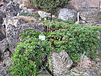 Вот так можно использовать бруснику обыкновенную в каменистом саду (Vaccinium vitis-idaea).