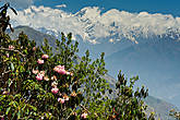 Цветущие рододендроны и массив Ганеш Химал