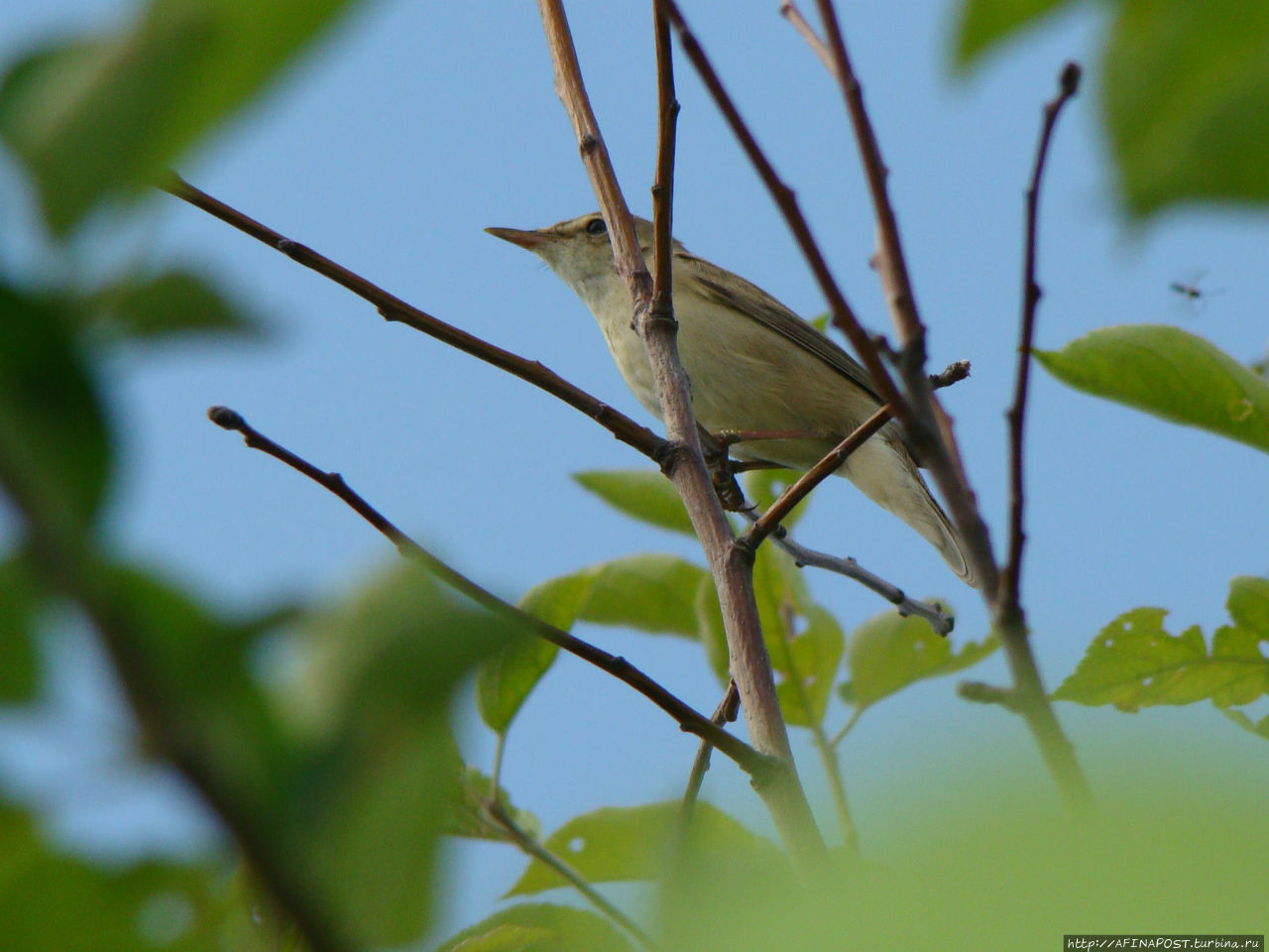 Незваная гостья Москва и Московская область, Россия Незваная гостья Москва и Московская область, Россия