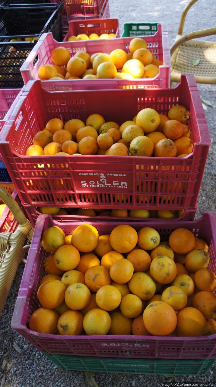 Такие апельсины, в основном, используются для получения сока