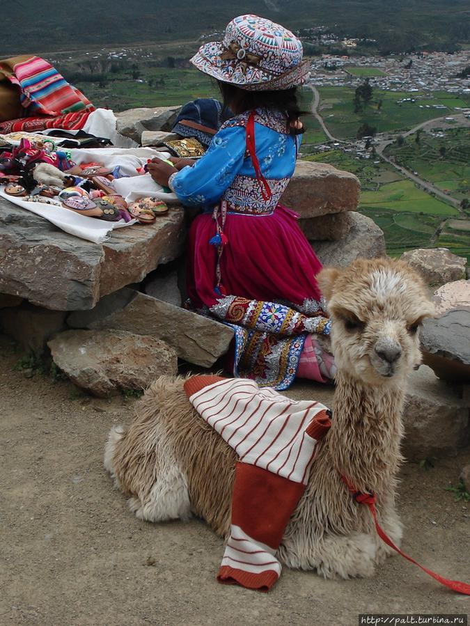 Достояние Перу — гуанако, викуньи, ламы и альпаки Регион Куско, Перу Достояние Перу — гуанако, викуньи, ламы и альпаки Регион Куско, Перу
