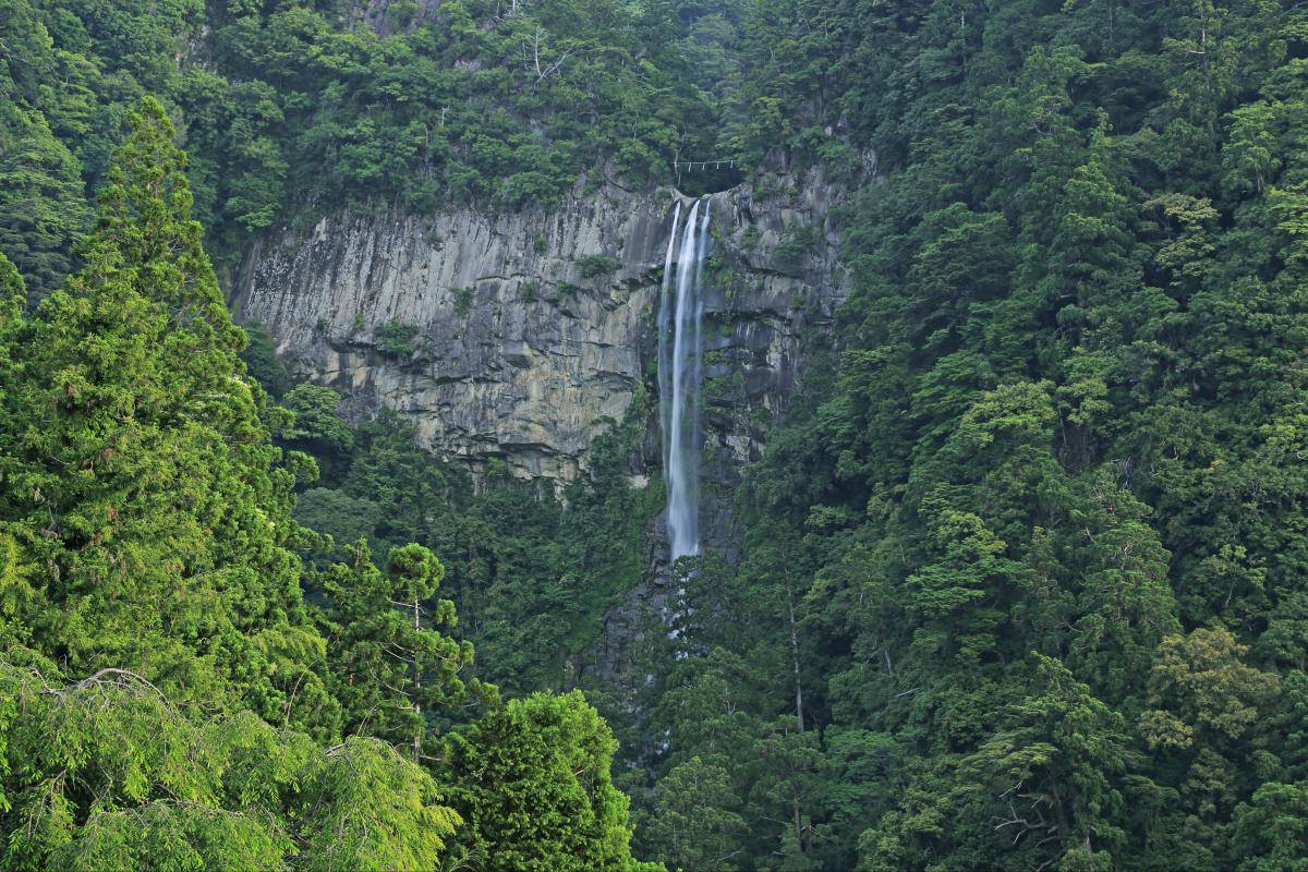 Девственный лес Начи / Nachi Forest (那智原始林)