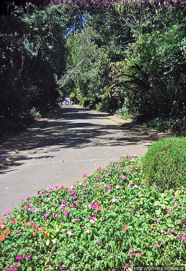 Королевский ботанический сад — райский уголок около Канди Перадения, Шри-Ланка