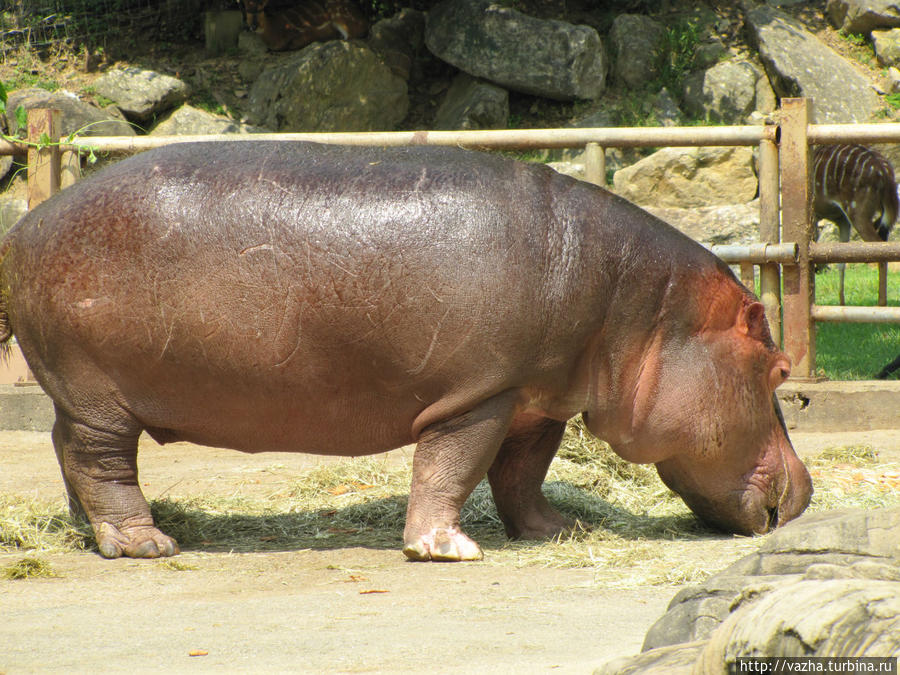 Зоопарк Сеула. Вторая часть. Сеул, Республика Корея Зоопарк Сеула. Вторая часть. Сеул, Республика Корея