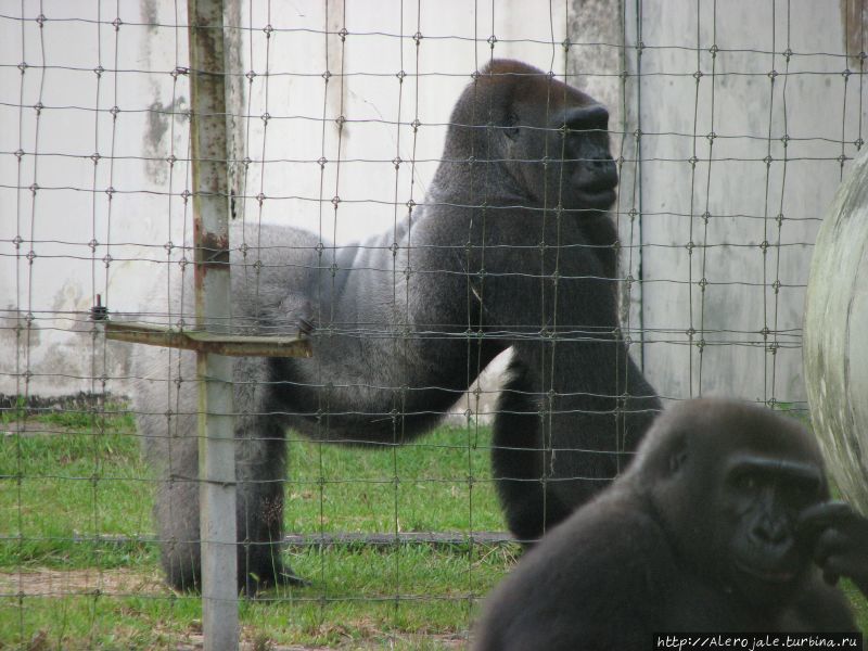Есть гориллы или нет? Макоку, Габон