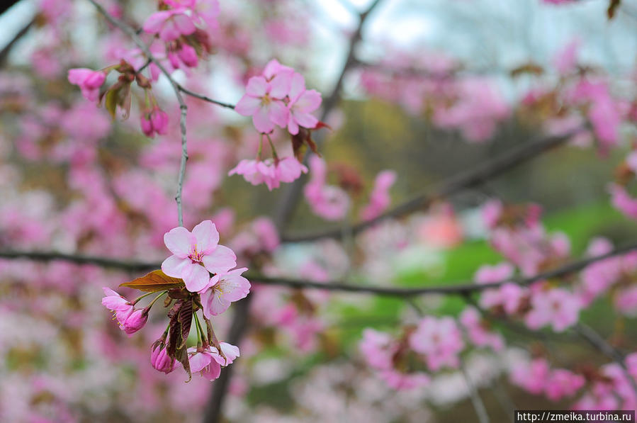 Возле японского культурного центра цветет сакура (у пл. Вабадусе) Таллин, Эстония