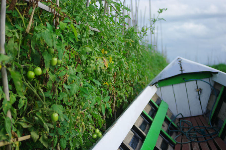 Озеро Инле. Притон наркоторговцев и людоедов Озеро Инле, Мьянма Озеро Инле. Притон наркоторговцев и людоедов Озеро Инле, Мьянма
