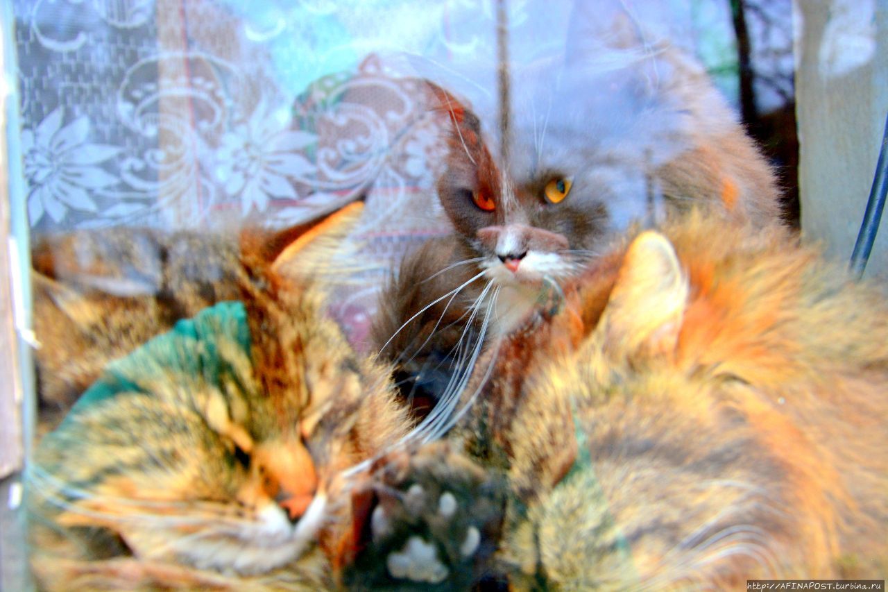 Торжокские киски Торжок, Россия Торжокские киски Торжок, Россия