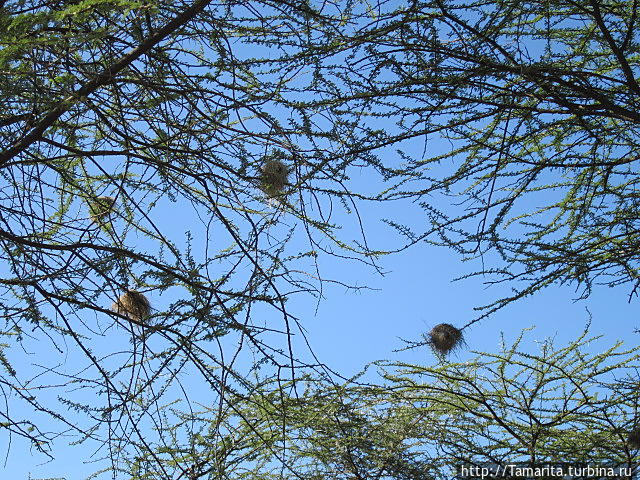 Шокирующая Африка. Куриные кенийские яйца Озеро Богория, Кения