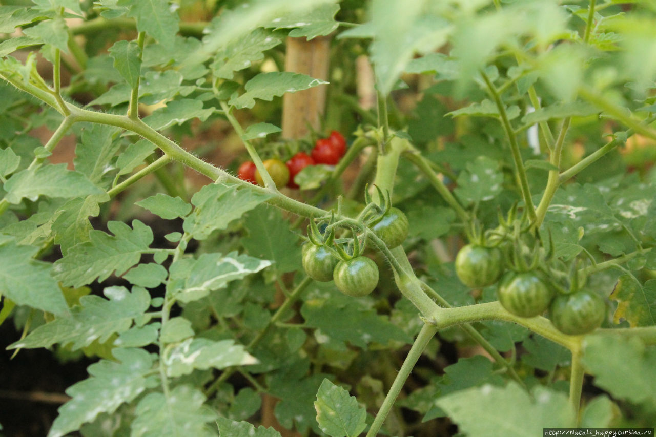 Не было печали... Не было печали...