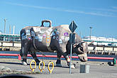 Одна из Вентспилсских коров: корова-путешественница