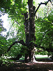Самое старое дерево в парке