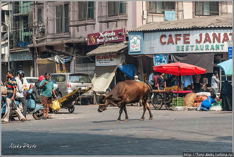 Ну, как же без коров в Индии. Хочу сказать, что в центре Мумбаи, особенно — в колониальной части города, где шикарная архитектура, — коров вы не увидите. Их туда не пускают, как и тук-туки и рикши. А вот стоит отъехать чуть дальше от центра города, — коровы будут попадаться все чаще...
* Мумбаи, Индия
