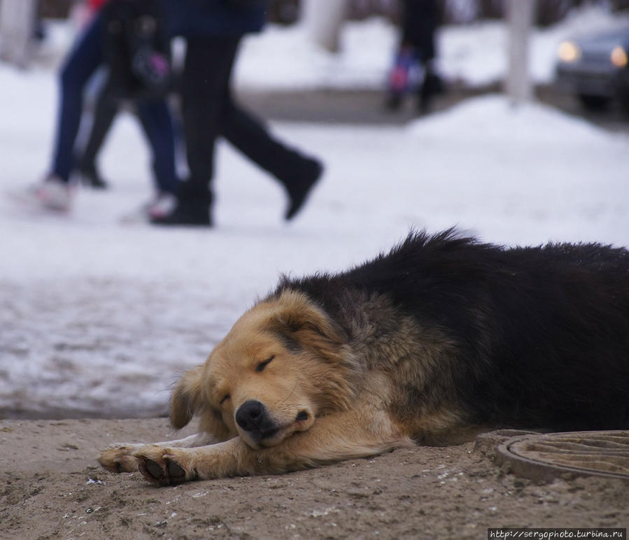 Бродячая собака отдыхает на теплом канализационном люке. Челябинск, Россия