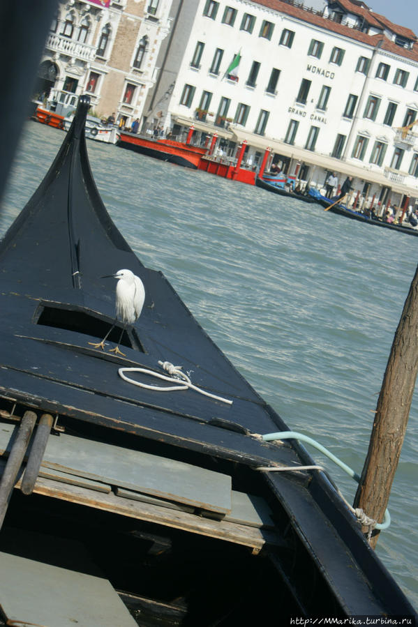 Тонкости повседневной Венеции для тех, кто едет впервые Венеция, Италия