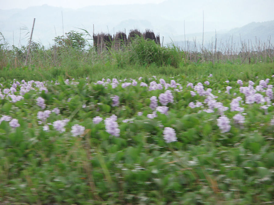 Озеро Инле. Безмятежность Озеро Инле, Мьянма Озеро Инле. Безмятежность Озеро Инле, Мьянма