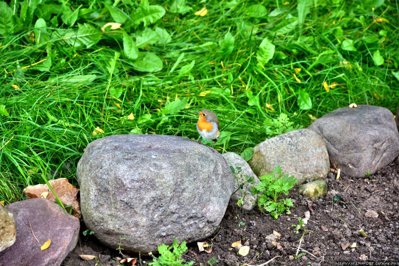 Осень. Зарянка. Родственные души Москва и Московская область, Россия Осень. Зарянка. Родственные души Москва и Московская область, Россия