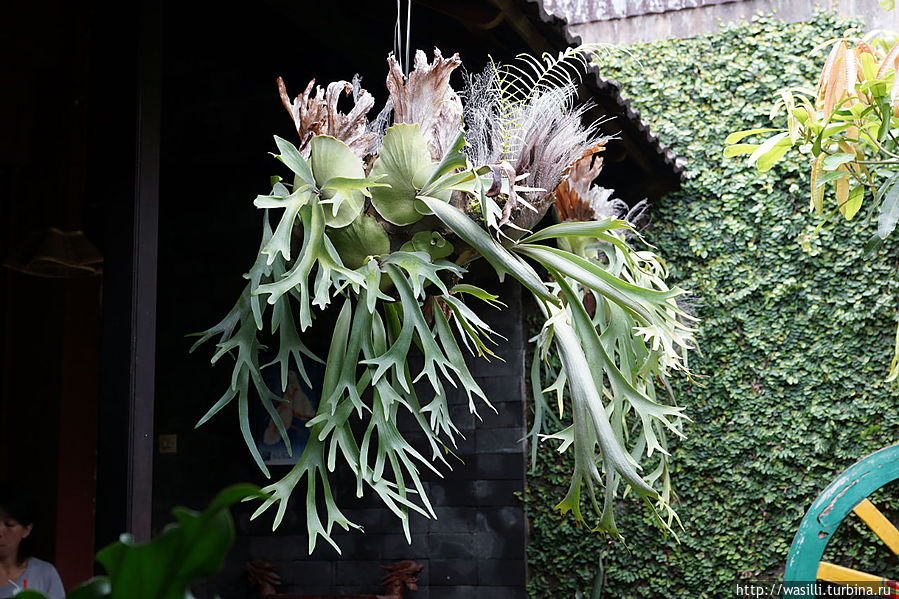 Просто необычное растение. Ява, Индонезия