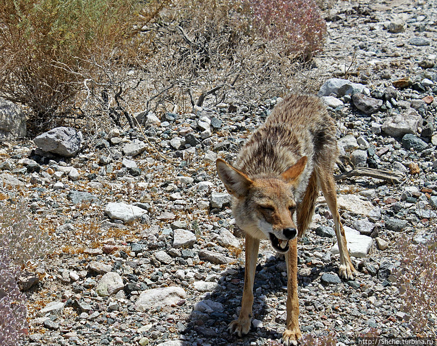 Долина Смерти. Земля одинокого койота Национальный парк Долина Смерти, CША