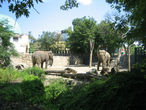 Слоны :)