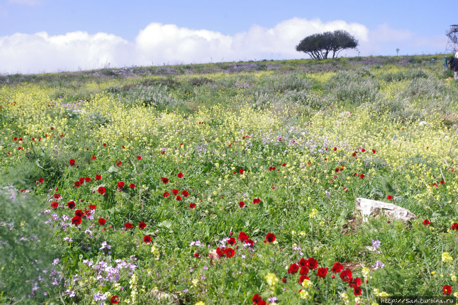 Весна идет по Израилю Афула, Израиль
