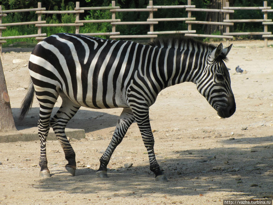Зоопарк Сеула. Первая часть. Сеул, Республика Корея Зоопарк Сеула. Первая часть. Сеул, Республика Корея