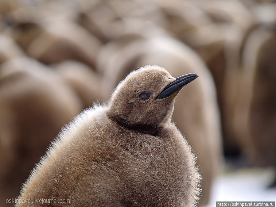 пингвина можно в рукопашной 
взять в плен, а можно и убить, 
но на колени не поставить
их нет у этих гордых птиц Остров Южная Георгия, Южная Георгия и Южные Сандвичевы Острова